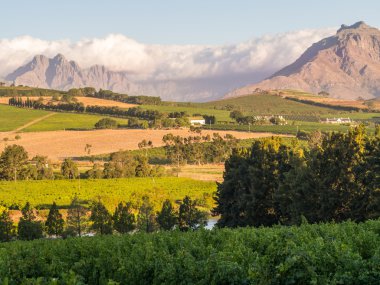Landscape in Stellenbosch, Western Cape clipart