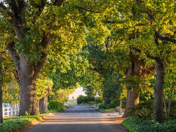 Old oak trees lane in sunset ligh