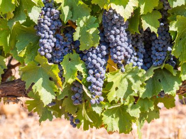 Bunches of red grapes growing clipart
