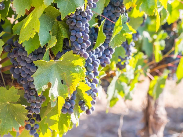 Bunches of red grapes growing — Stock Photo, Image