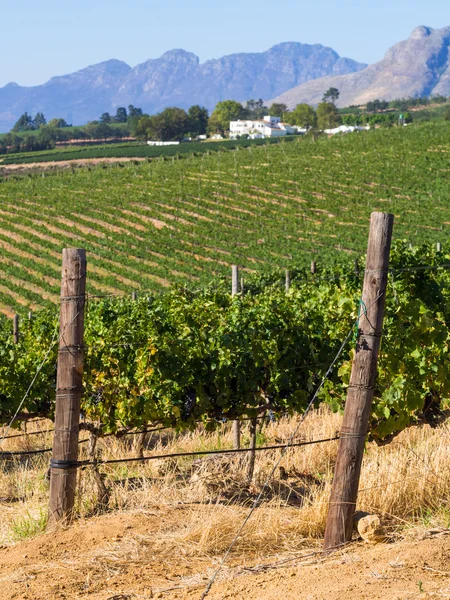 Vineyards close to Stellembosch, Wester Cape in South Africa. — Stock Photo, Image