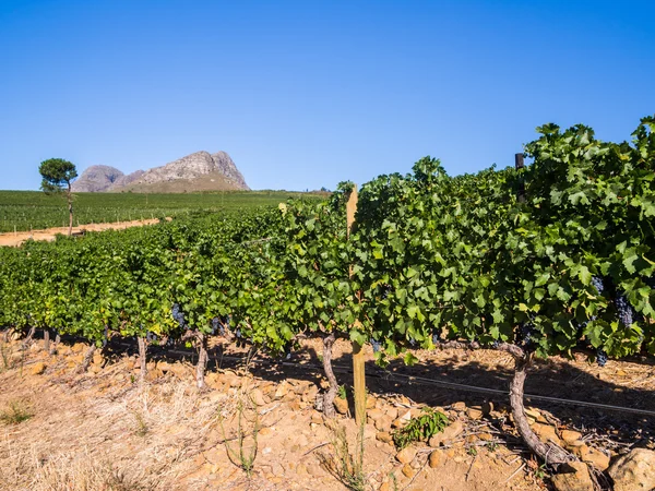 Vinhas perto de Stellembosch, Wester Cape na África do Sul . — Fotografia de Stock