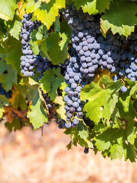 Racimos de uvas rojas que crecen — Foto de Stock