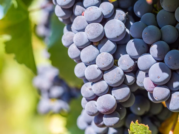 Bando de uvas vermelhas a crescer — Fotografia de Stock