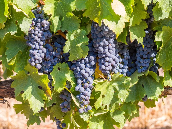 Racimos de uvas rojas que crecen —  Fotos de Stock