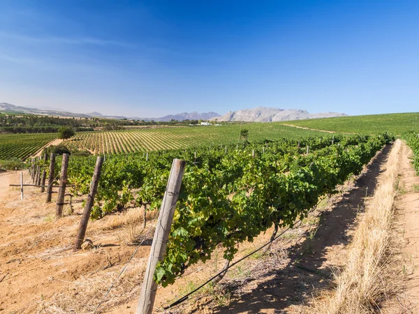 Viñedos cerca de Stellembosch — Foto de Stock