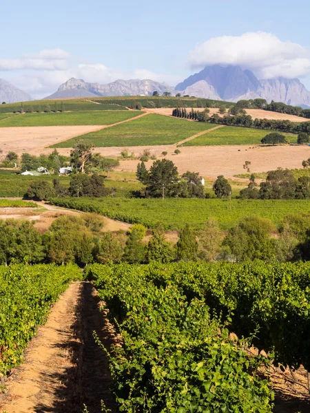 Stellenboschlandscape in Stellenbosch — Stockfoto