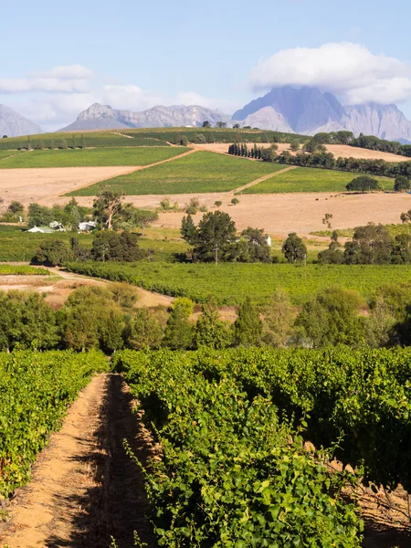 StellenboschLandscape in Stellenbosch — Stock Photo, Image