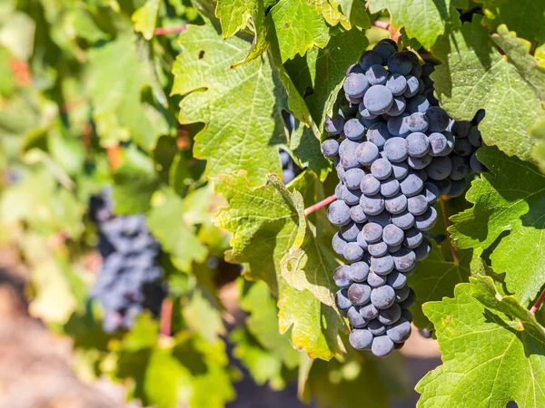 Racimos de uvas rojas que crecen — Foto de Stock