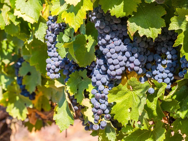 Racimos de uvas rojas que crecen — Foto de Stock