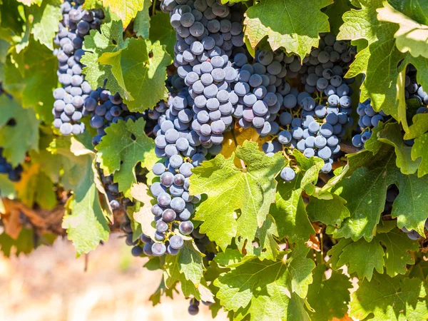 Bando de uvas vermelhas a crescer — Fotografia de Stock