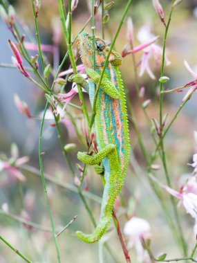 Bir bitki üzerinde renkli bukalemun