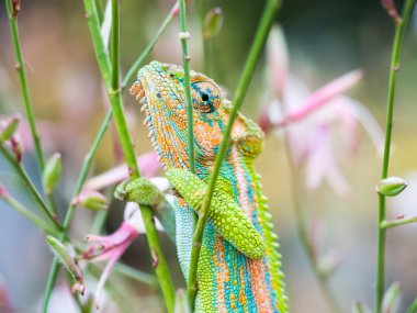 Bir bitki üzerinde renkli bukalemun