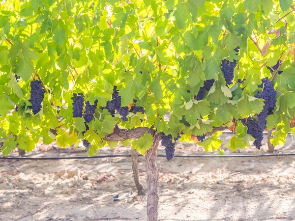 Вирощування буряків червоного винограду — стокове фото