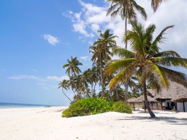 Petek, Zanzibar Beach'de