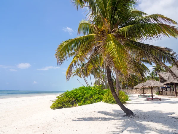 Petek, Zanzibar Beach'de