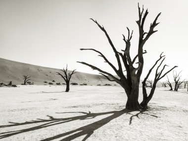 Vlei 'deki ölü ağaçlar