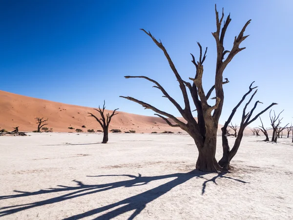 ต้นไม้ที่ตายแล้วใน Dead Vlei — ภาพถ่ายสต็อก