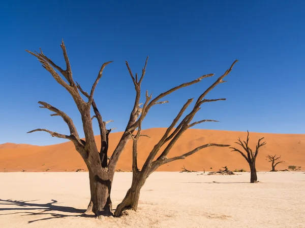 Árboles muertos en Dead Vlei — Foto de Stock