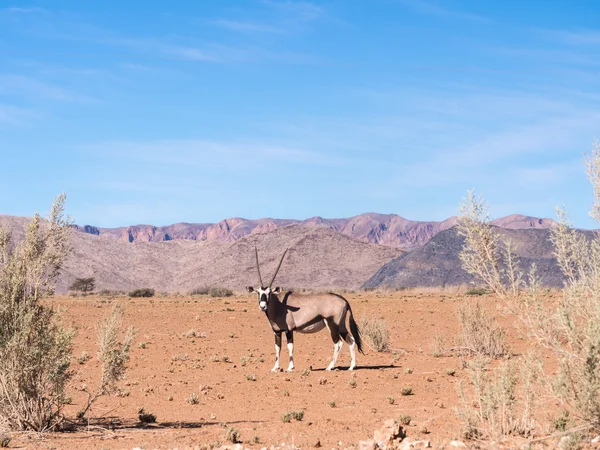 Einzelne Oryxgazelle (gemsbok)) — Stockfoto