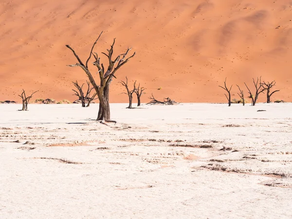 Mrtvé stromy v dead vlei, Namibie — Stock fotografie