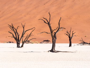 Ölü Vlei ölü Camelthorn ağaçlarda