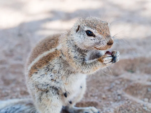 African ground squirrel