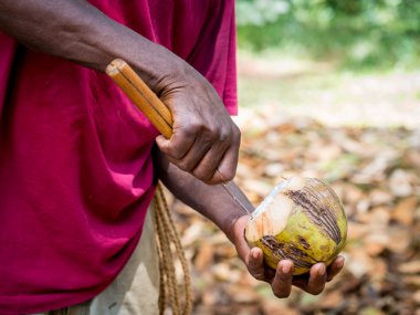 adam bir Hindistan cevizi açma