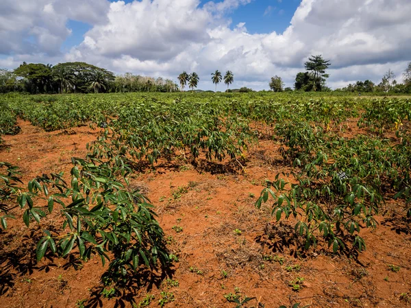 Tropische landschap — Stockfoto