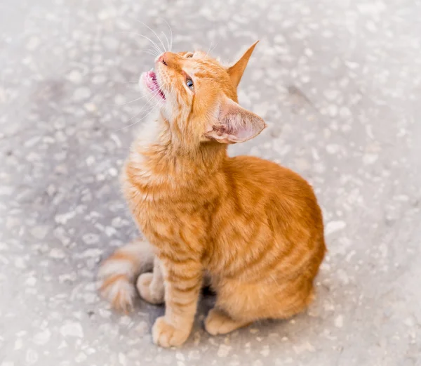 Красный уличный кот — стоковое фото