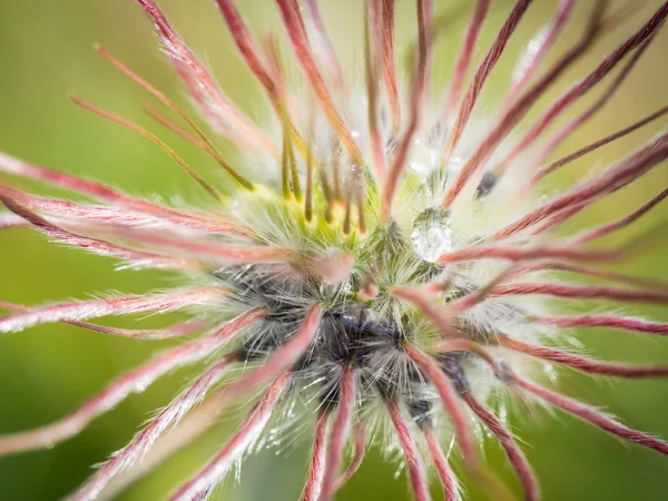 Wilde berg bloem — Stockfoto