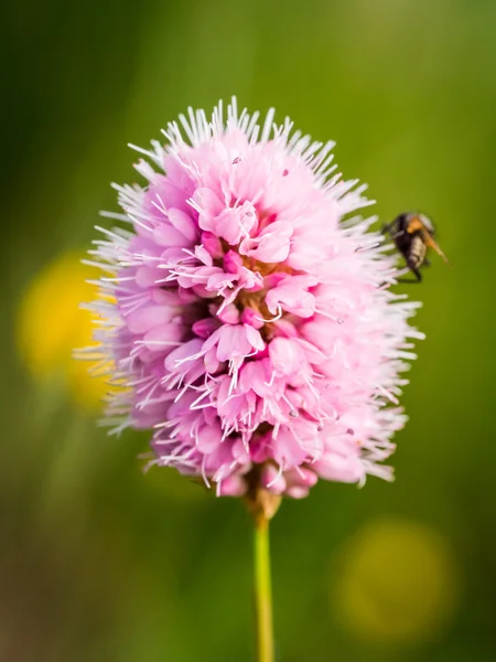 Wild mountain flower — Stock Photo, Image