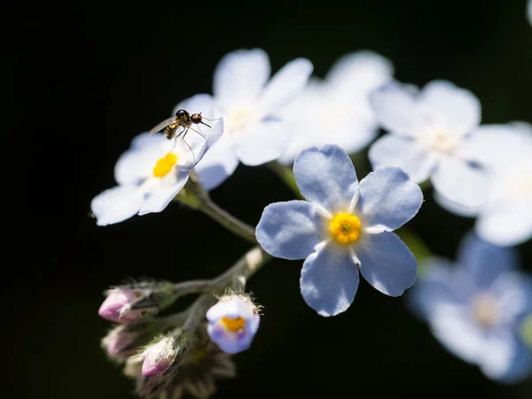 White flowers closeup — Stock Photo, Image