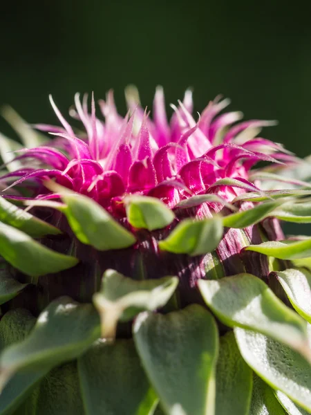 Wilde berg bloem — Stockfoto