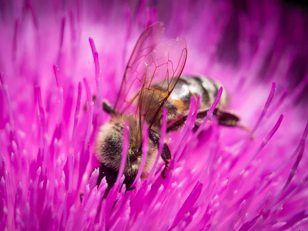 Bee collecting nectar from a pink mountain flower — Stock Photo, Image