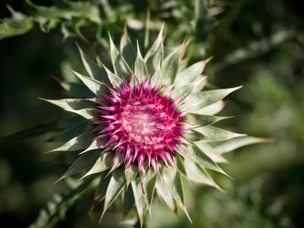 Kwiat dzikiego górskiego — Zdjęcie stockowe