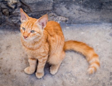 Kırmızı sokak kedisi