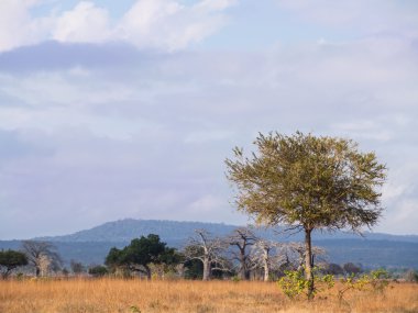 mikumi Milli Parkı Tanzanya güneş ışığı altında.