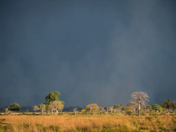 The Mikumi National Park under the sunshine in Tanzania. — Stock Photo, Image