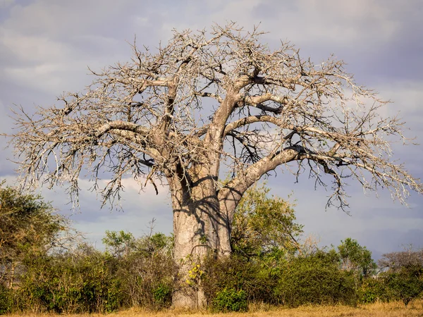 Il Parco Nazionale di Mikumi sotto il sole in Tanzania . — Foto Stock