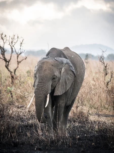 Elefant i mikumi national park, tanzania. — Stockfoto