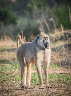 Babun Tanzanya, Afrika savana üzerinde.