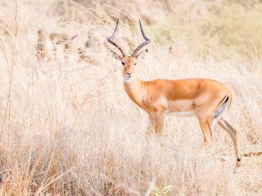 Impala denilen Afrika antilop