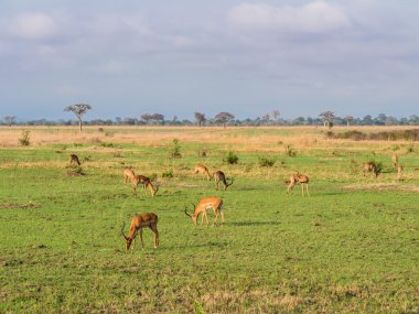 Impala denilen Afrika antilop