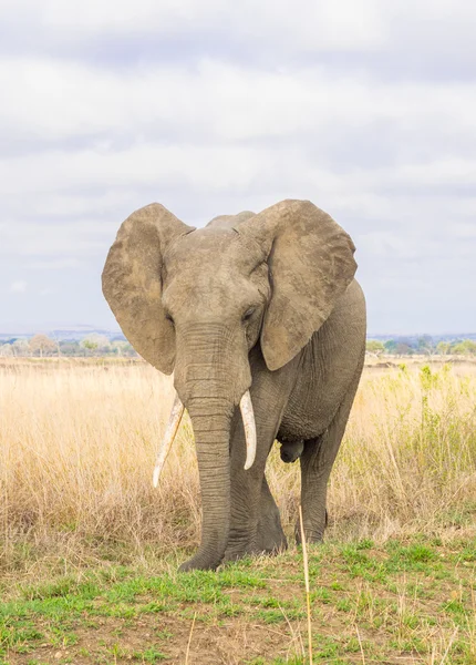 Gajah jantan di Taman Nasional Mikumi, Tanzania, Afrika . — Stok Foto