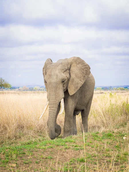 Mannlig elefant i Mikumi nasjonalpark, Tanzania, Afrika . – stockfoto
