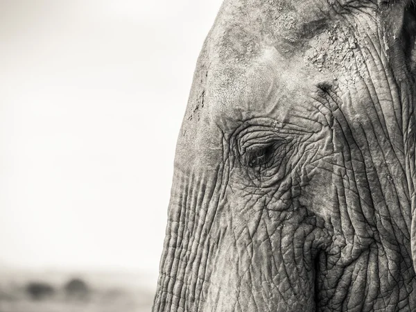 Słoń na sawannie — Zdjęcie stockowe