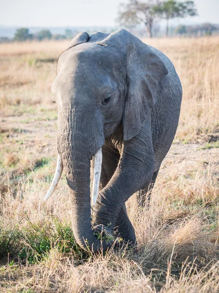Manliga elefant i Mikumi nationalpark, Tanzania, Afrika. — Stockfoto