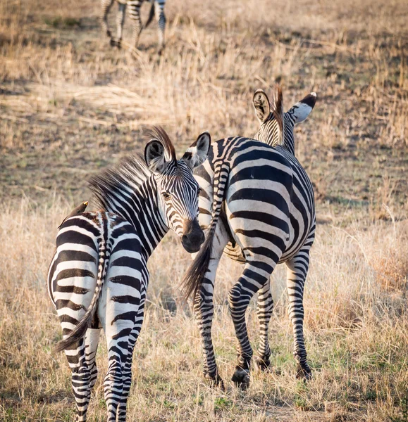 Cebras en la sabana en África . — Foto de Stock