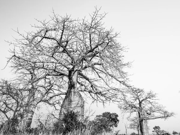 Stromy na savany v Mikumi národním parku — Stock fotografie